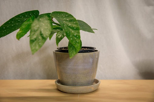 Begonia X corallina 'angel wing begonia'