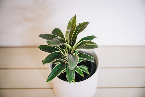 Cordyline Terminalis "Chocolate Queen"