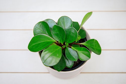 Peperomia Obtusifolia "Red Edge"