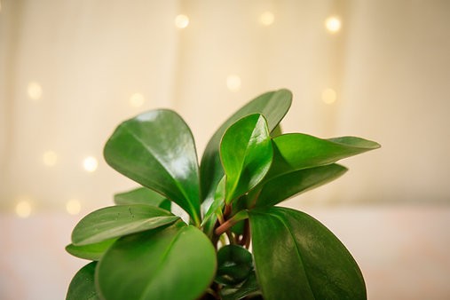 Peperomia Obtusifolia "Red Edge"