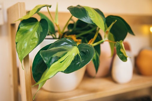 Philodendron Hederaceum 'Brasil'