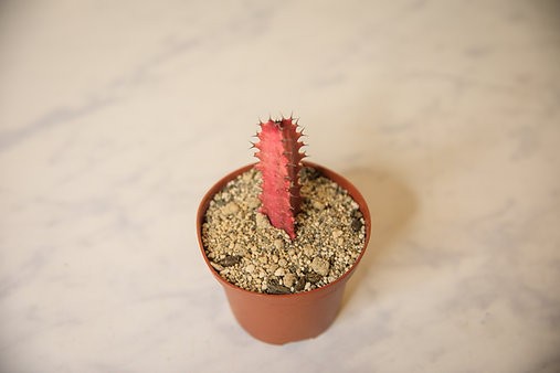 African Milk Tree (Euphorbia trigona 'rubra')