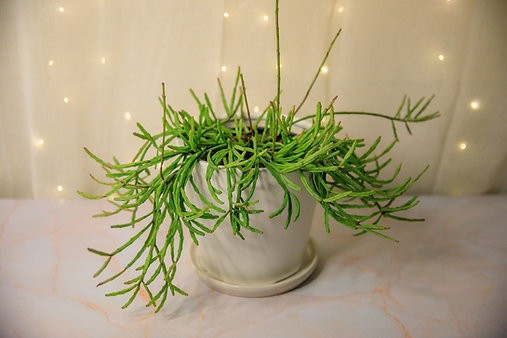 Rhipsalis paradoxa cactus