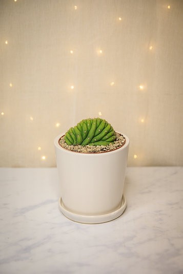 Crested San Pedro Cactus (Trichocereus pachanoi)