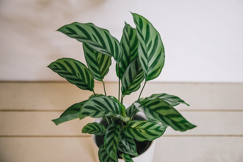 Calathea Freddy
