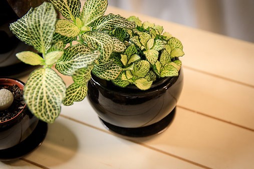 Round ceramic planters