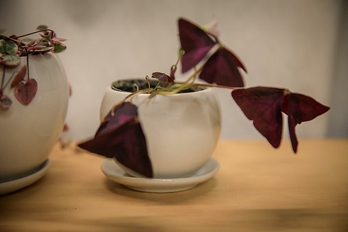 Round ceramic planters