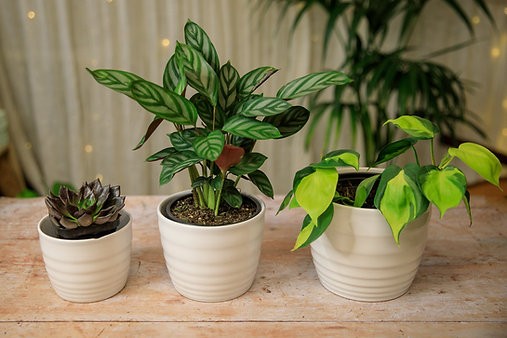 Rippled Cover Pot