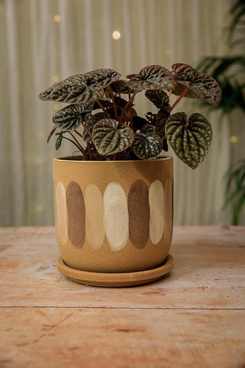 The Jenni Pot