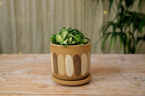 The Jenni Pot