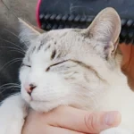 3 in 1 Deshedding Undercoat & Fur Brush