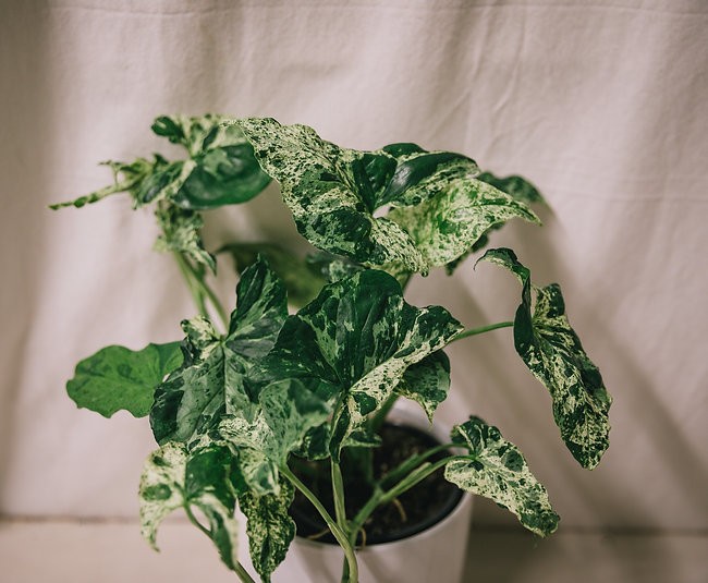 Syngonium mojito