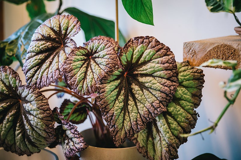 Begonia Firework