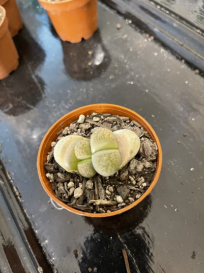 Mutant lithops