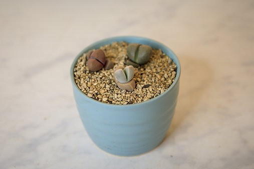 Living rock garden bundle