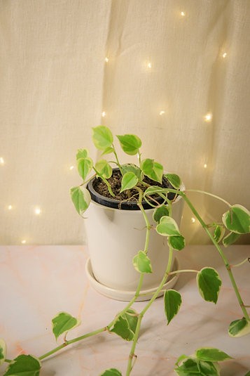 Pet-friendly houseplant bundle