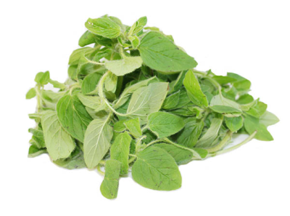 Oregano
