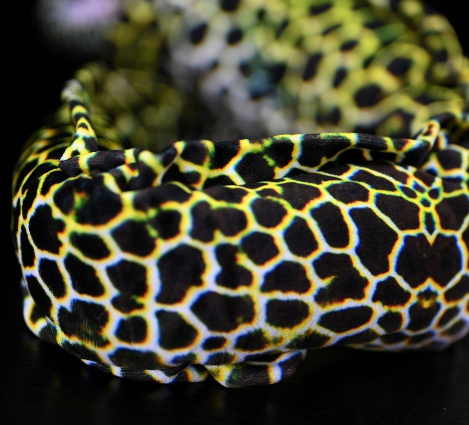 Cute Star Eel Plush Toy With A Realistic Kangji Eel Figurine