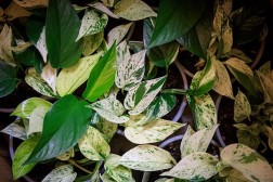 Epipremnum aureum "Half Moon" Pothos