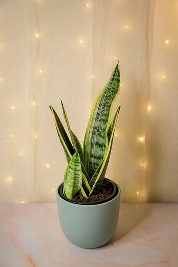 Sansevieria "Futura Superba" Snake Plant
