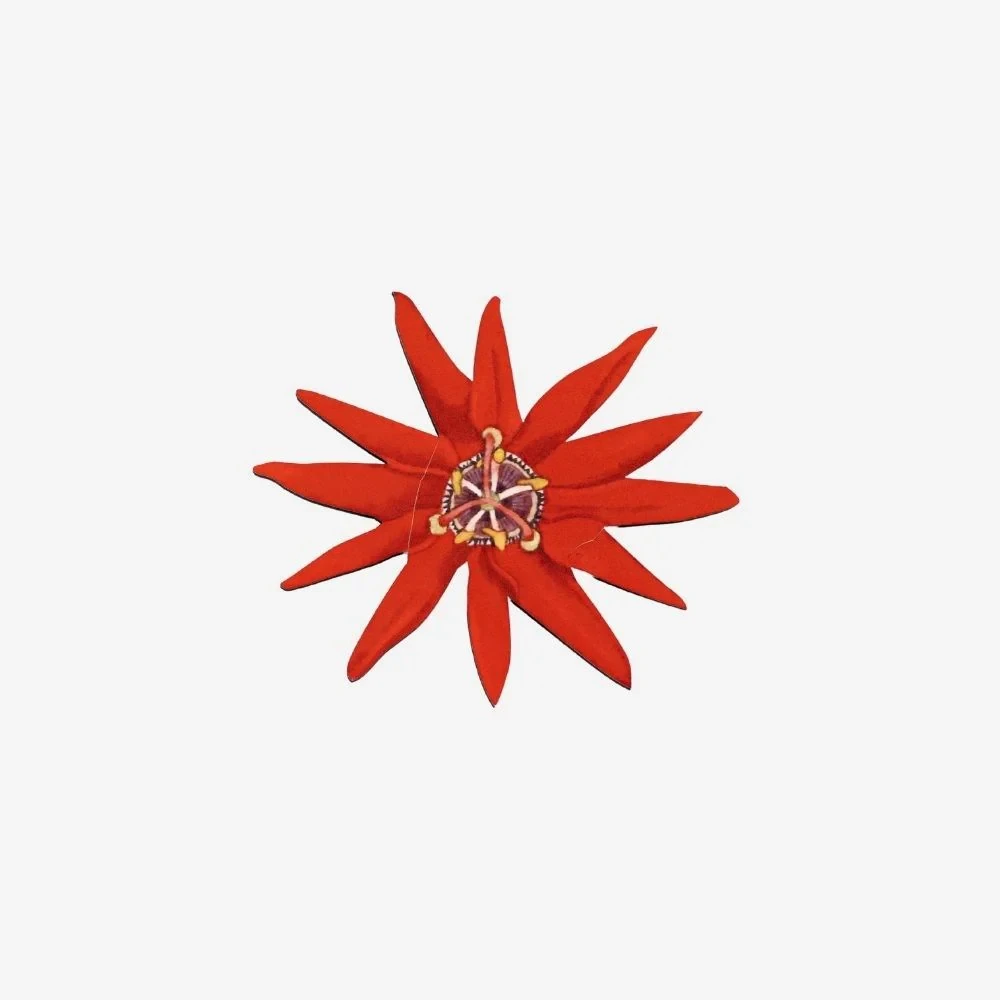 Rita Angus - Wooden Brooch - Passionflower